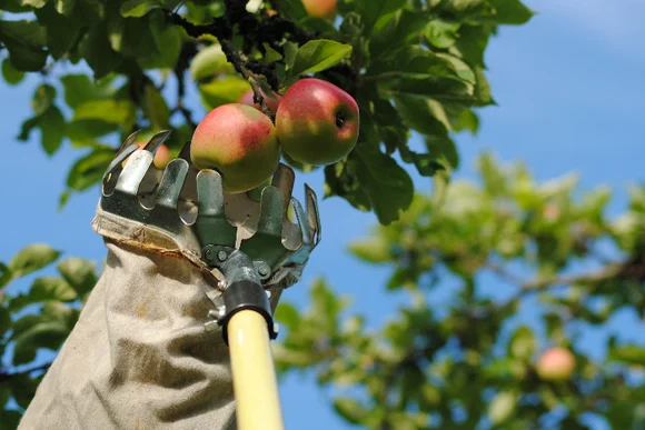Apfelpflücker erntet Äpfel